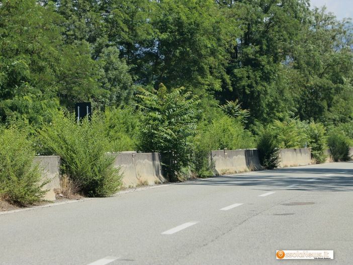 La vegetazione sulla statale 33 La vegetazione sulla statale 33