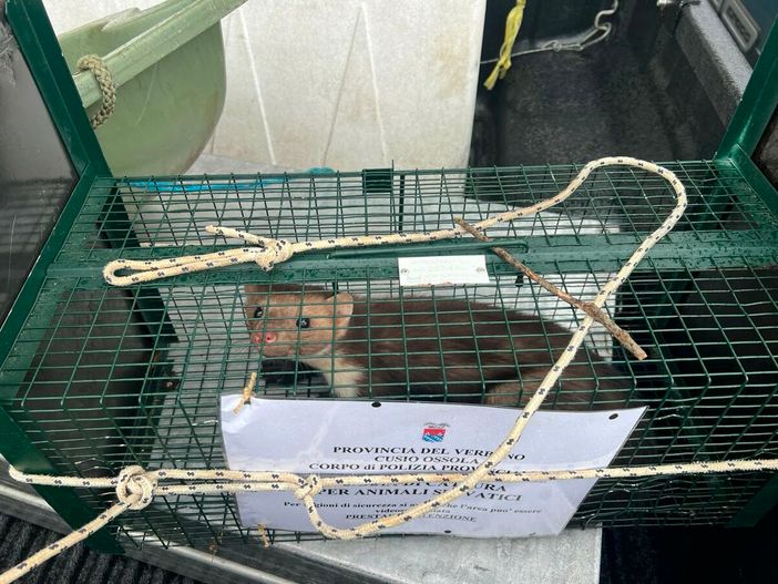 Catturata la faina dell'ospedale Catturata la faina dell'ospedale
