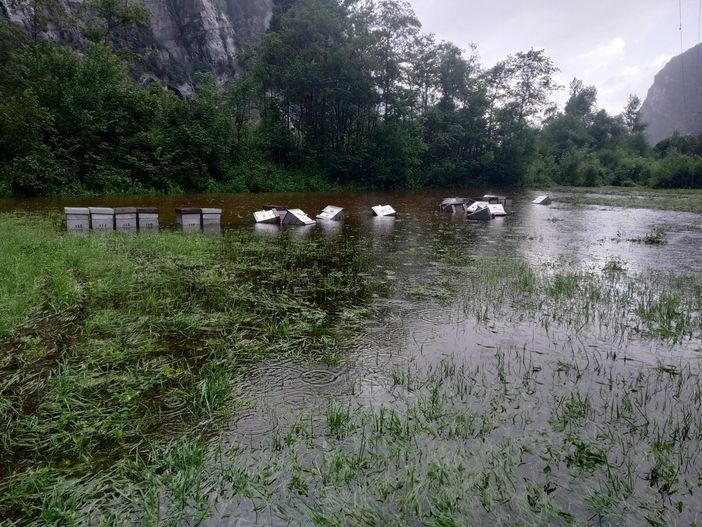 Il maltempo ha colpito duramente gli apicoltori: molti gli alveari distrutti