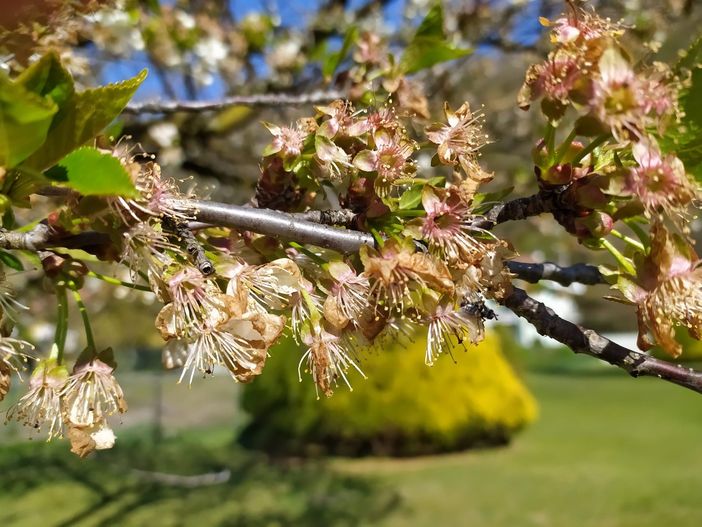 Un corso di frutticoltura con l'associazione Apao