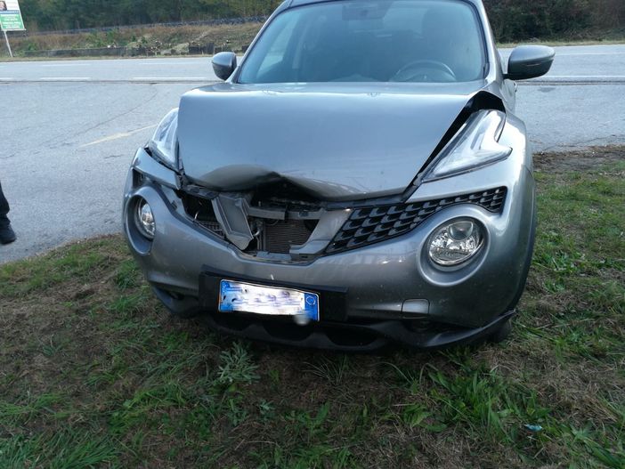 Auto investe un cervo a Pallanzeno Auto investe un cervo a Pallanzeno