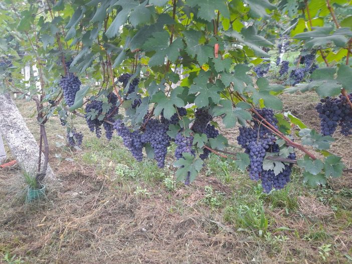 Inizia la vendemmia delle uve ossolane