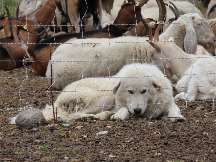 Il ritorno del lupo in Ossola: come convivere con i cani da guardiania negli alpeggi
