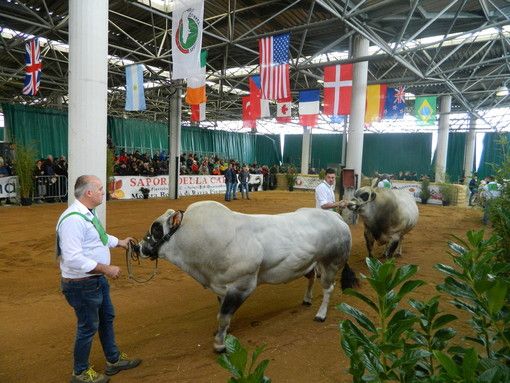 Fondi Mipaaf, 5 milioni per i bovini di Razza Piemontese Fondi Mipaaf, 5 milioni per i bovini di Razza Piemontese