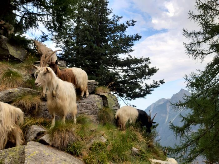 ''L'inutilità del progetto Wolfalps, intanto il lupo distrugge la nostra economia'' ''L'inutilità del progetto Wolfalps, intanto il lupo distrugge la nostra economia''