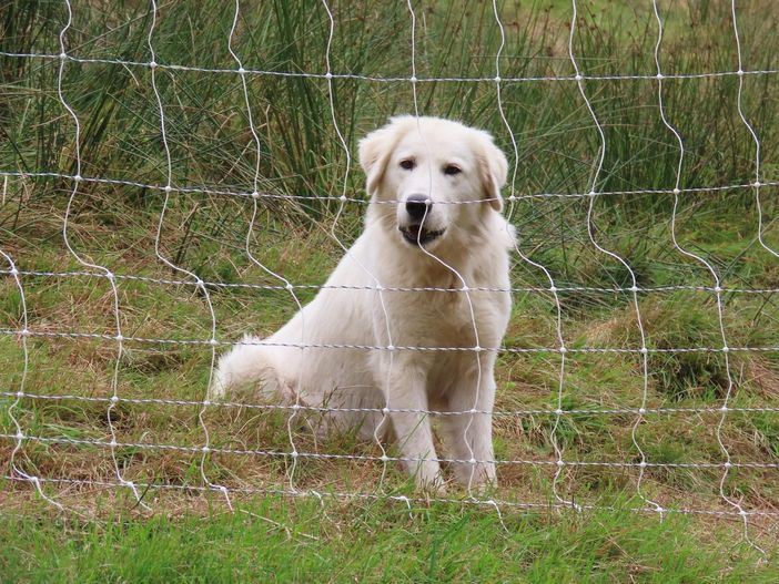 Lupi e sicurezza del bestiame: le indicazioni dei Parchi sui cani da guardiania Lupi e sicurezza del bestiame: le indicazioni dei Parchi sui cani da guardiania