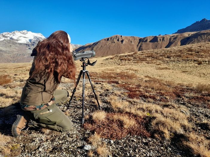 Camosci nel parco Veglia-Devero: avvistati 'solo' 98 esemplari Camosci nel parco Veglia-Devero: avvistati 'solo' 98 esemplari