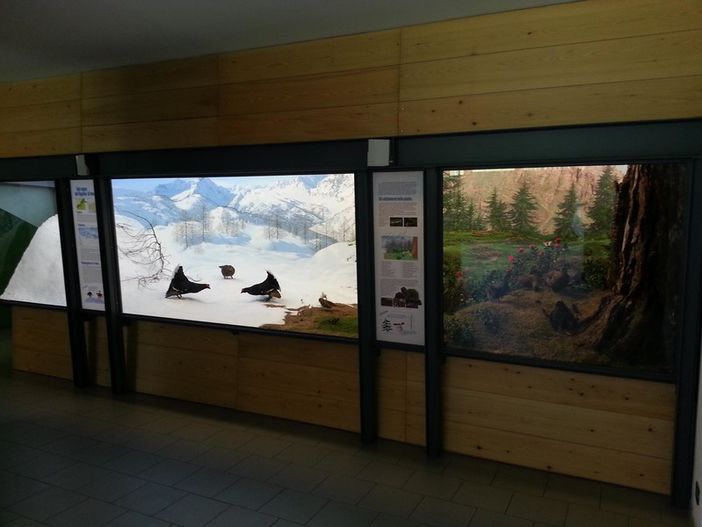 Aquila reale: curiosità, falsi miti e impegno ambientale sul sovrano dei cieli