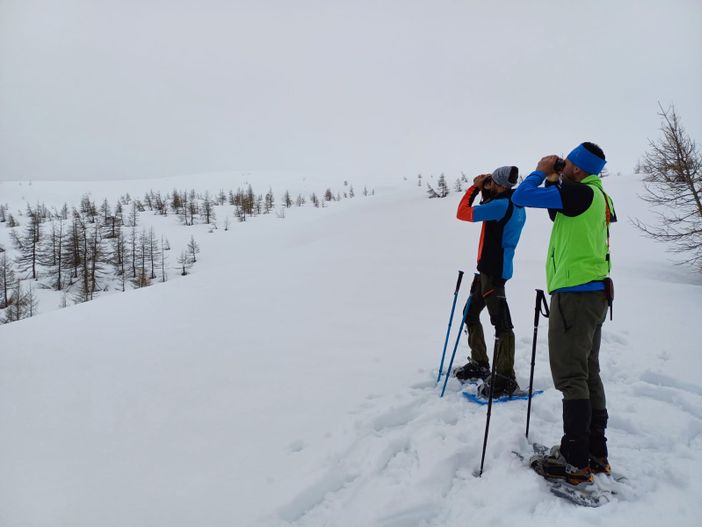 Fagiani di monte più numerosi a Devero (115 esemplari) che in Valle Antrona (34) Fagiani di monte più numerosi a Devero (115 esemplari) che in Valle Antrona (34)