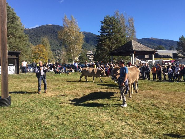Esposti oltre 240 capi alla Mostra bovina in Vigezzo