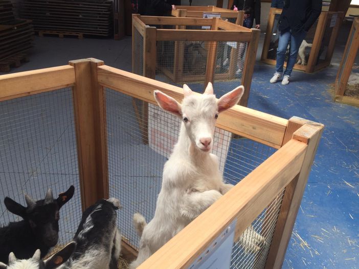 A Santa Maria torna la tradizionale mostra del Capretto Tipico Vigezzino A Santa Maria torna la tradizionale mostra del Capretto Tipico Vigezzino