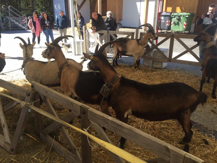 Domenica 2 aprile a Santa Maria torna la tradizionale mostra del Capretto Tipico Vigezzino Domenica 2 aprile a Santa Maria torna la tradizionale mostra del Capretto Tipico Vigezzino