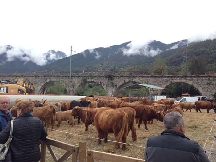 A Santa Maria Maggiore la Mostra bovina della Valle Vigezzo