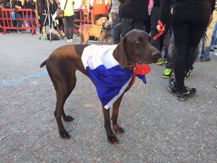 Un grande successo il Campionato Europeo Canicross ospitato in Valle Vigezzo