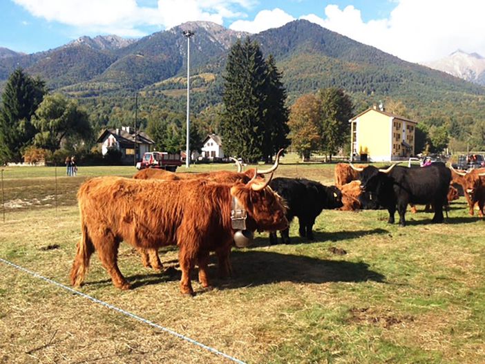 Tutto pronto per la 39a Mostra Bovina della Valle Vigezzo Tutto pronto per la 39a Mostra Bovina della Valle Vigezzo
