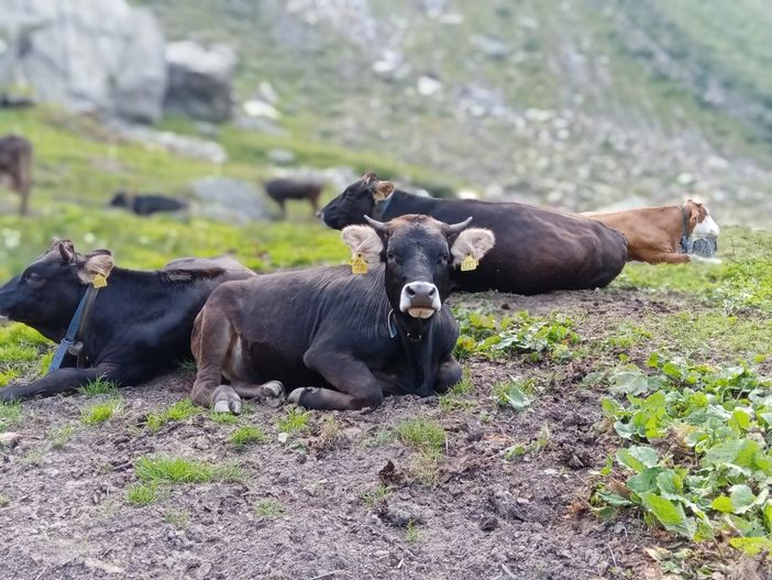 Le mucche da Pedriola hanno attraversato il ghiacciaio e sono tornate a valle Le mucche da Pedriola hanno attraversato il ghiacciaio e sono tornate a valle