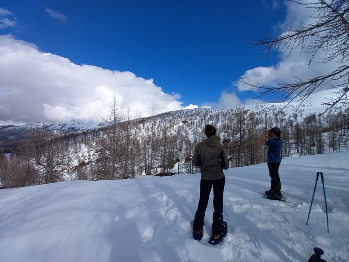 Fagiano di monte: calano i maschi all’Alpe Veglia, stabili all’Alpe Devero
