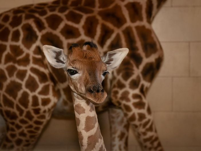 Il miracolo della vita si ripete al Safari Park Lago Maggiore: nasce una piccola giraffa Il miracolo della vita si ripete al Safari Park Lago Maggiore: nasce una piccola giraffa