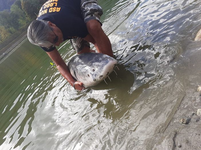 All'amo uno storione da più di un quintale