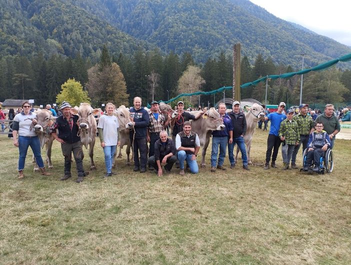 Olltre 230 capi di bestiame alla 42esima mostra bovina vigezzina