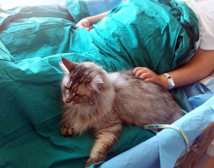 Pet therapy, l'assessore regionale Icardi annuncia la ripresa delle attività