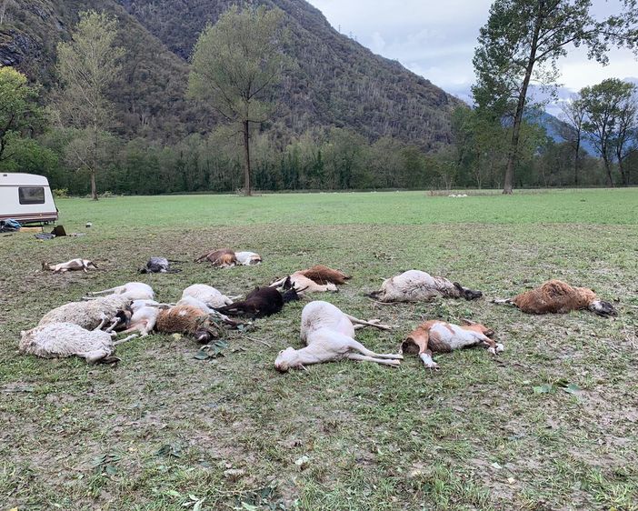 ''Abbiamo perso tutto il bestiame. Di contributi neppure l'ombra''