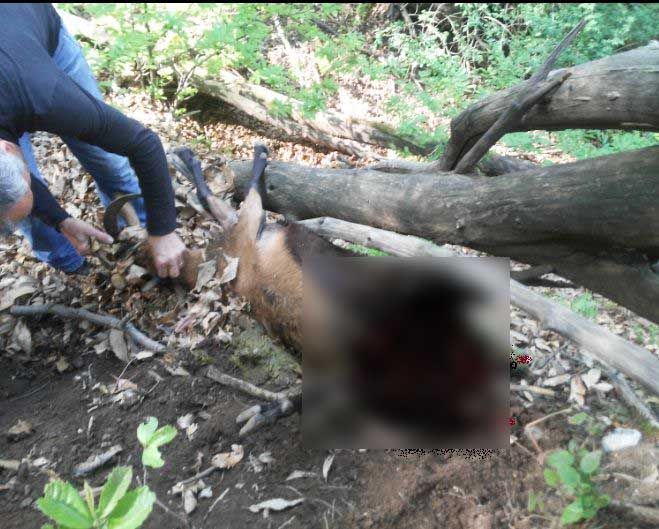 Capra sbranata a Cannobio, Cia: “Sulla presenza del lupo intervengano anche gli amministratori locali”