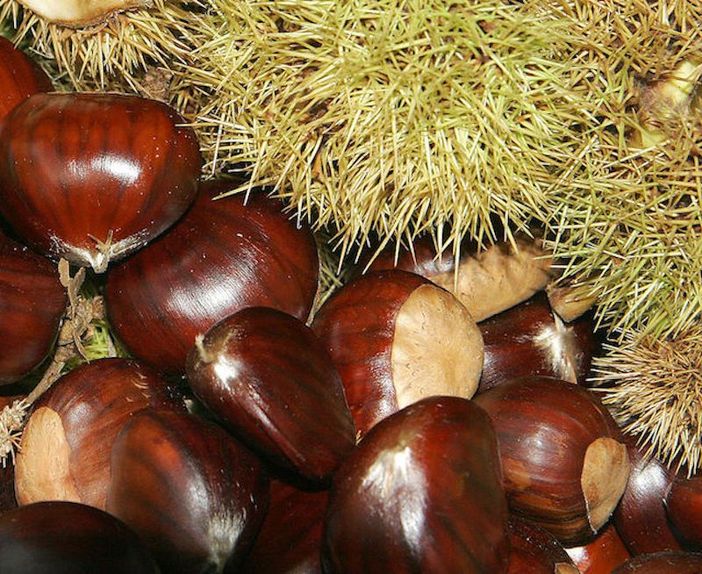 Castagnata al parco giochi di Ornavasso