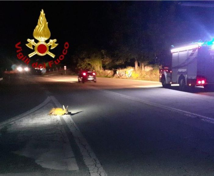 Montecrestese: capriolo salvato dai Vigili del Fuoco