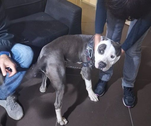 &quot;Basta cani alla catena, il Piemonte modifichi una legge vecchia di 30 anni&quot;