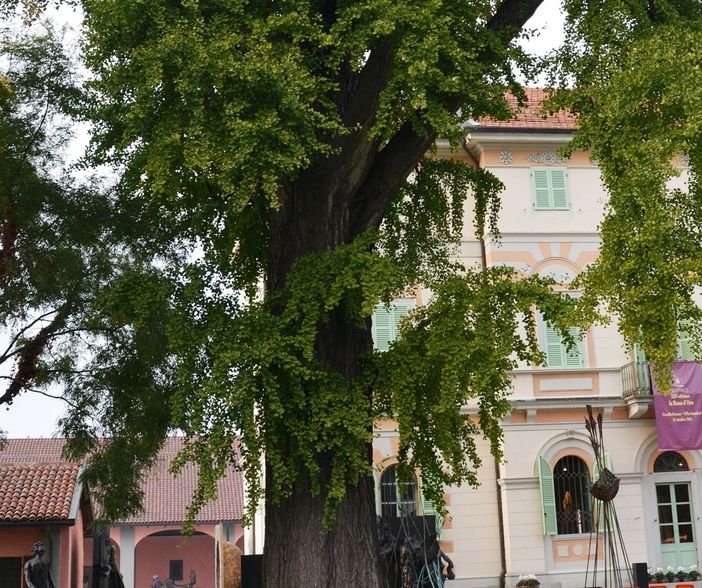In Piemonte 319 alberi monumentali: l'analisi di Coldiretti
