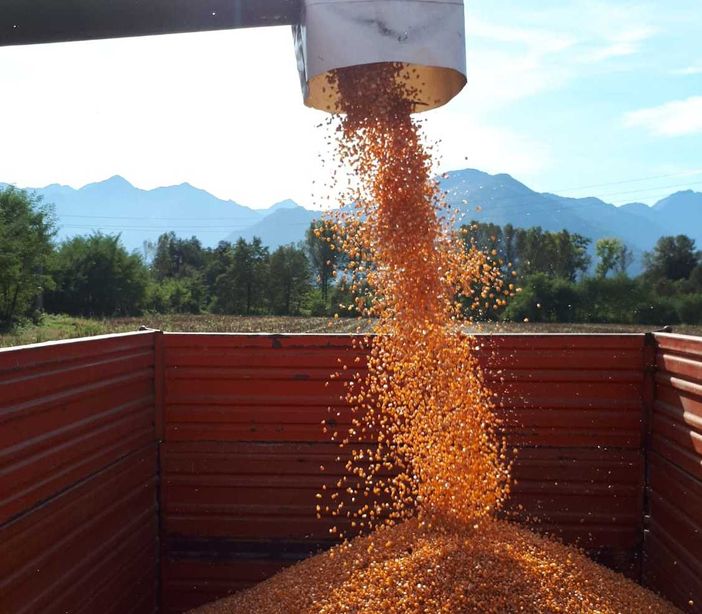 Iniziata la raccolta del mais per la polenta di Beura