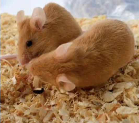 Derattizzazione case di cura Derattizzazione case di cura