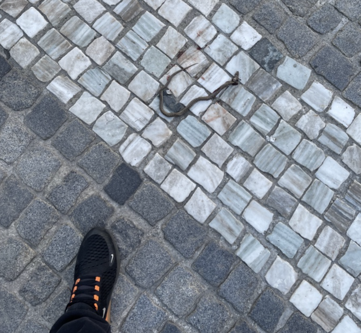 Un serpente in centro a Domo