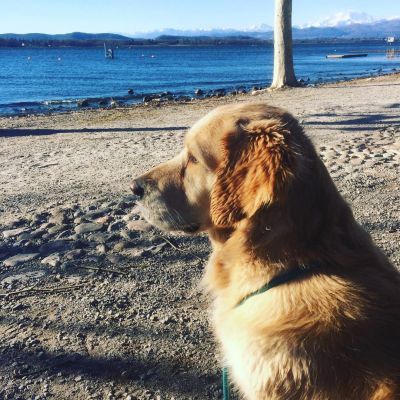 Camminate, parchi, spiagge: la Varese a misura di… cane Camminate, parchi, spiagge: la Varese a misura di… cane