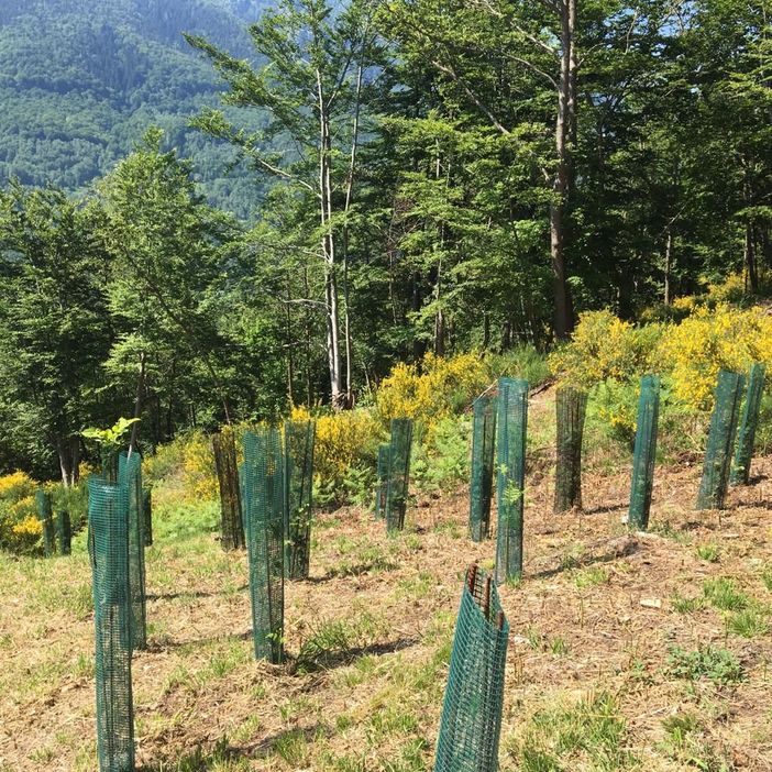 Un acero intitolato agli studenti del Vco Un acero intitolato agli studenti del Vco