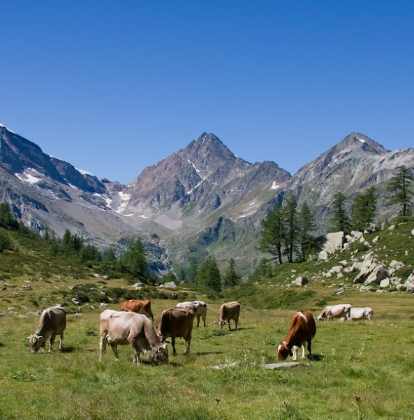 Rinnovata la collaborazione tra Aree Protette dell’Ossola e le Università di Milano e dell’Insubria