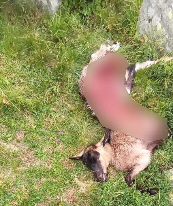 Ancora predazioni del lupo negli alpeggi della Valle Anzasca