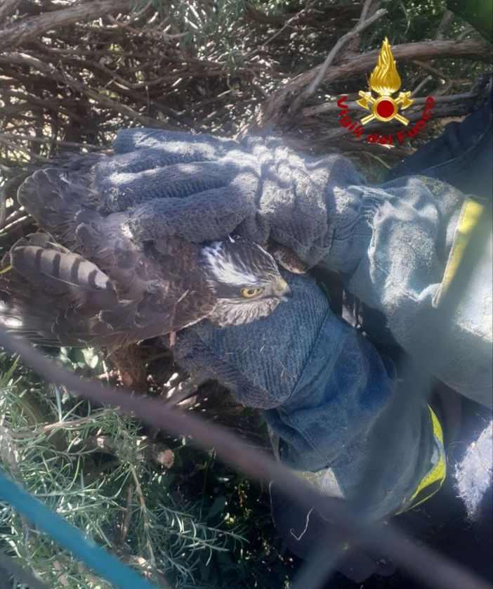 Rapace rimane intrappolato nella siepe di un giardino, salvato dai Vigili del fuoco