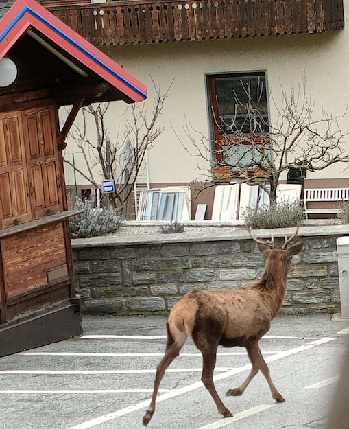 Un cervo a spasso per le vie di Bannio Anzino