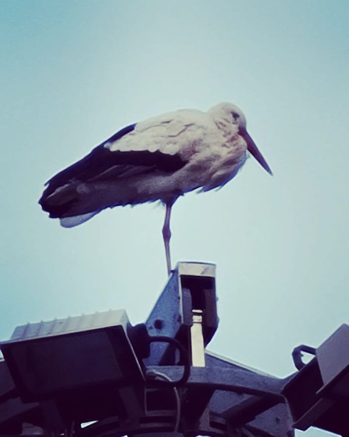 Una cicogna 'trova' casa a Piedimulera