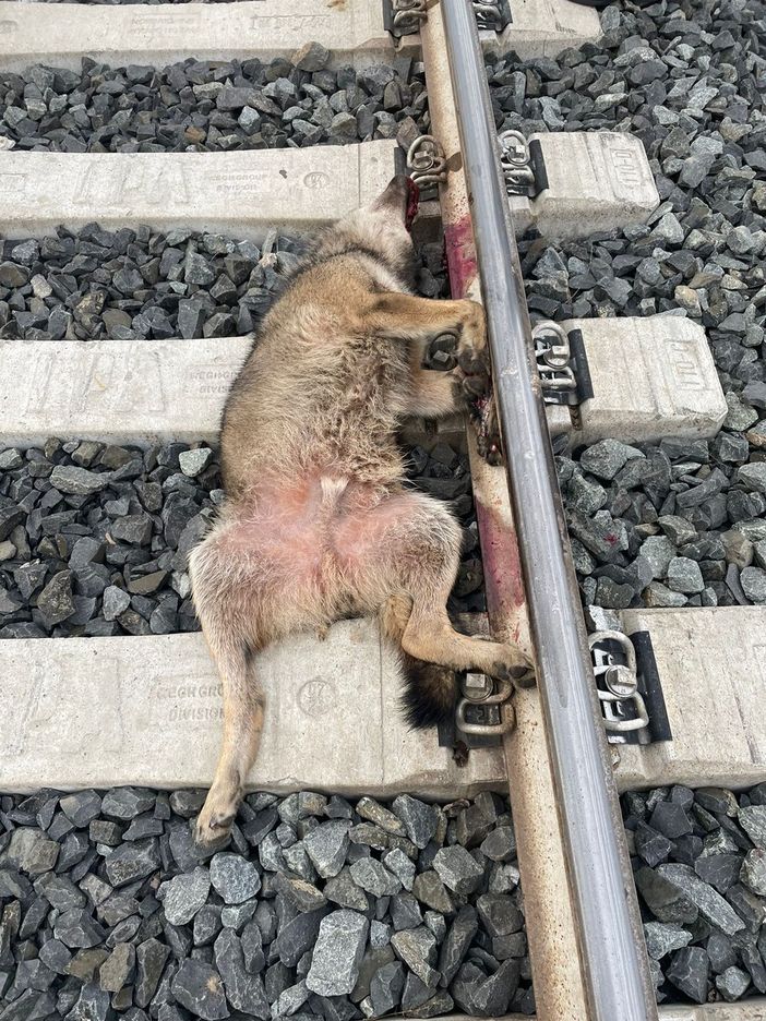 Ornavasso, lupo investito da un treno