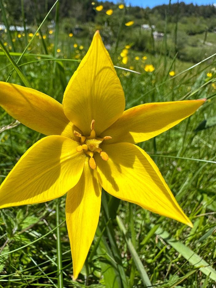 I tulipani estivi tornano a fiorire a Bugliaga di Trasquera FOTO I tulipani estivi tornano a fiorire a Bugliaga di Trasquera FOTO