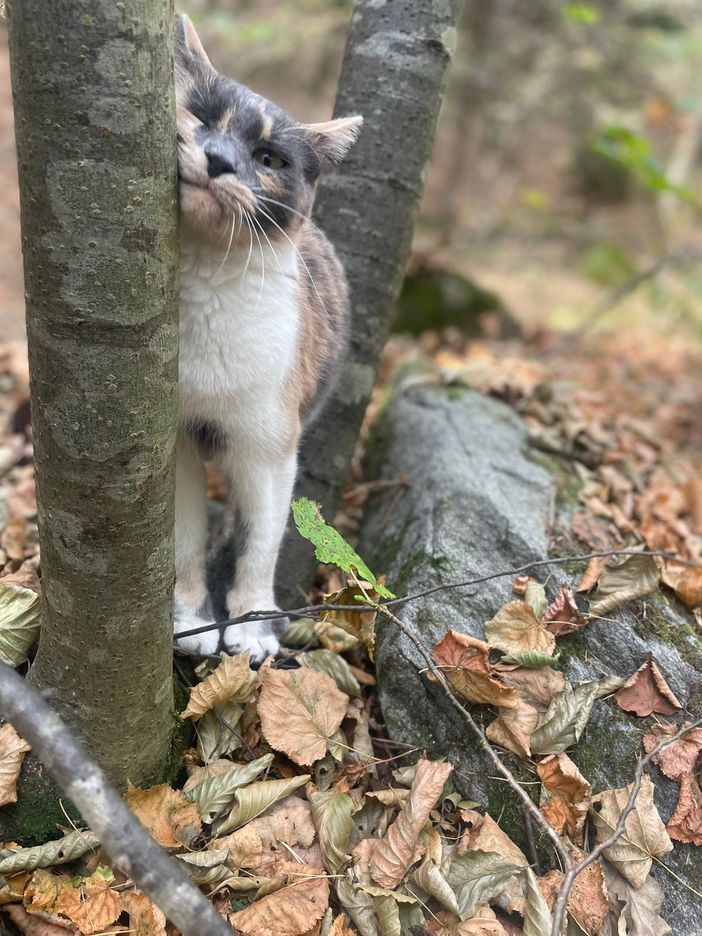 Smarrita a Santa Maria Maggiore la gatta Kissa: l'appello dei proprietari
