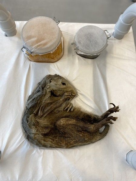 La marmotta del Lyskamm svela la sua età: esemplare del Neolitico vissuto 6.600 anni fa