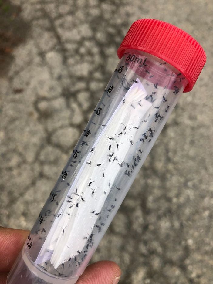 In Piemonte lotta biologica contro la Drosophila suzukii In Piemonte lotta biologica contro la Drosophila suzukii