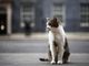 Gatto Larry compie 15 anni di servizio, è Chief Mouser a Downing Street Gatto Larry compie 15 anni di servizio, è Chief Mouser a Downing Street