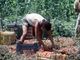 Crisi nei campi, lavoratori agricoli sempre più anziani e 1 su 2 è straniero Crisi nei campi, lavoratori agricoli sempre più anziani e 1 su 2 è straniero