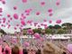 Tumori, a Roma in 200mila per ‘Race for the cure’ Tumori, a Roma in 200mila per ‘Race for the cure’