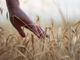 Giovani in agricoltura, ecco 11,6 milioni di euro a sostegno di aziende under 41: c'è anche Biella